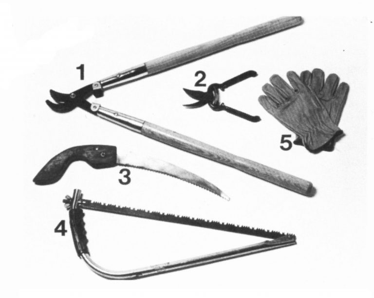 How to Cut a Shrub Flush With a Bow Saw: Expert Tips