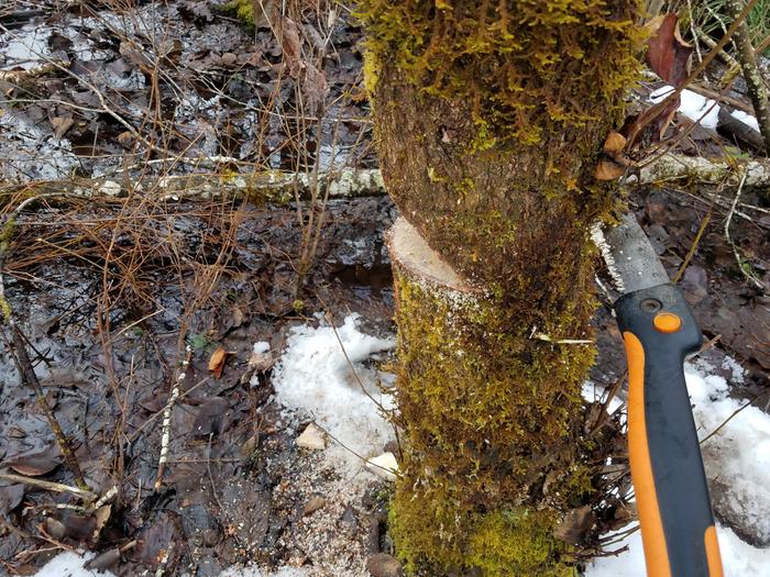 How to Cut Down a Tree With a Bow Saw: Step-by-Step Guide