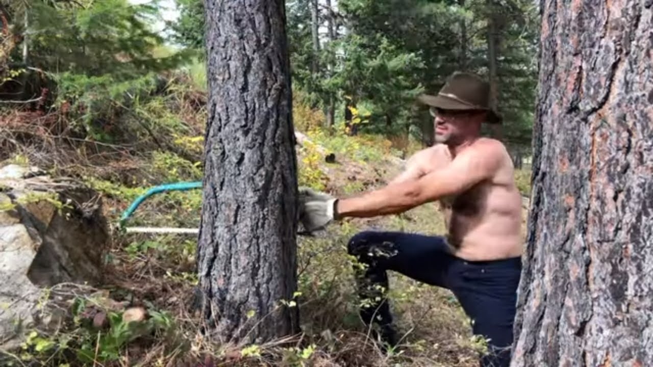 How to Cut down a Tree With a Bow Saw